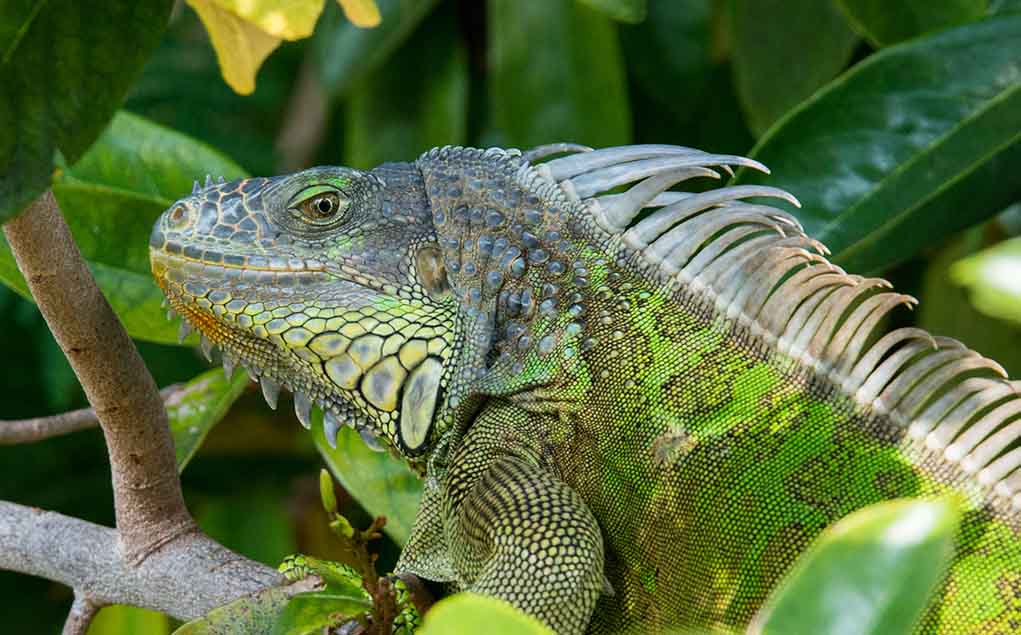 Reptiles Are Falling From Trees and May Fall on Top of You at Any Moment