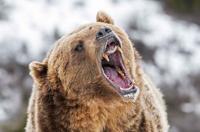 Two Wrestlers Hospitalized After Grizzly Bear Attack
