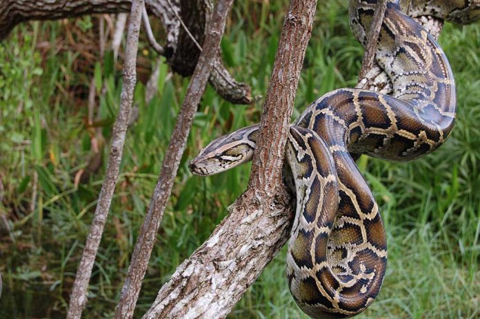 Missing Grandmother Found in Belly of Massive Snake