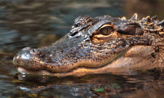 Young Boy Escapes Crocodile Attack by Kicking Free
