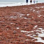 Giant Red Tide Event Is About To Hit Florida