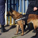 Police dog standing with two officers