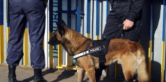 Police dog standing with two officers