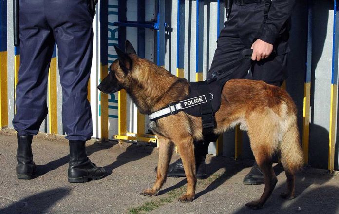 527852191 featured image Police dog standing with two officers