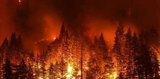 Forest engulfed in intense wildfire at night.