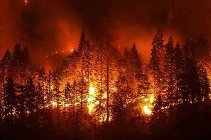 Forest engulfed in intense wildfire at night.