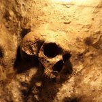 Ancient Skull Discovery – SCIENCE WORLD STUNNED! A skull embedded in a rocky surface, illuminated with warm lighting