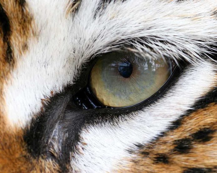 Close-up of a tigers eye showcasing its intricate details