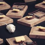 A white mouse navigating among several wooden traps with cheese bait