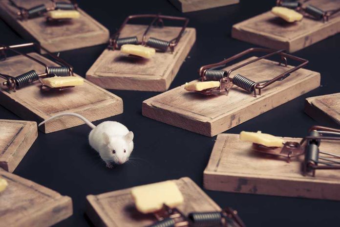 A white mouse navigating among several wooden traps with cheese bait