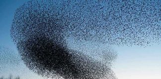 A huge flock of birds in the sky.