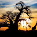 Silhouetted giraffes standing near a large tree at sunset