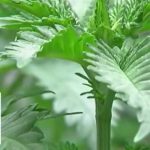 'Not your parents' pot': Activist warns today's weed a