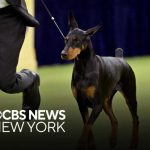 Penny the Doberman wins best in show at 150th Westminster