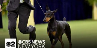 Penny the Doberman wins best in show at 150th Westminster