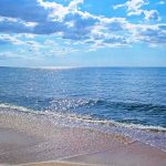 Extremely Venomous Snake on Beach Sandy beach with gentle waves under a bright blue sky