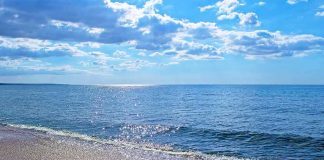 Extremely Venomous Snake on Beach Sandy beach with gentle waves under a bright blue sky